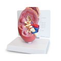 Gpi Anatomical Anatomical Model - Kidney 3250